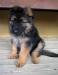 250px-GSD_Puppy.jpg